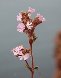 Red Campion Silene dioica